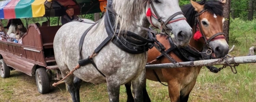 Wycieczka do Zaczarowanego Lasu